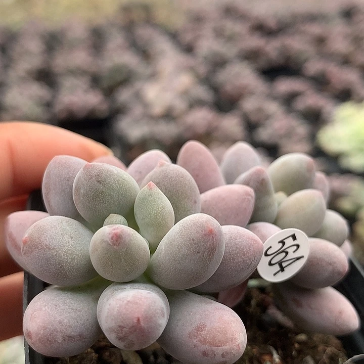 仙子奶酪多肉植物