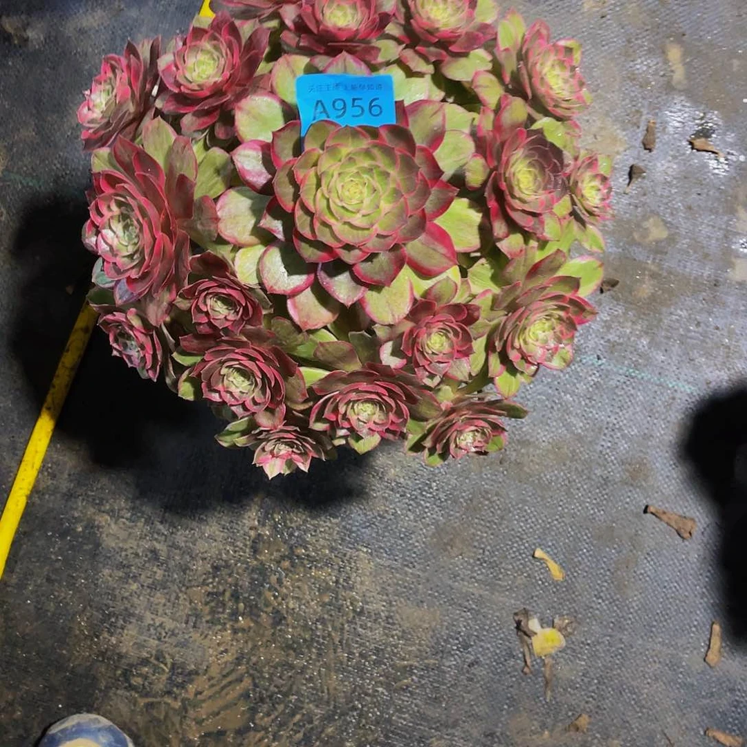 多肉莲花座脱土发956