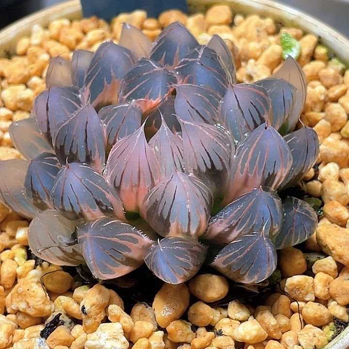 658糊斑霓虹灯锦母本