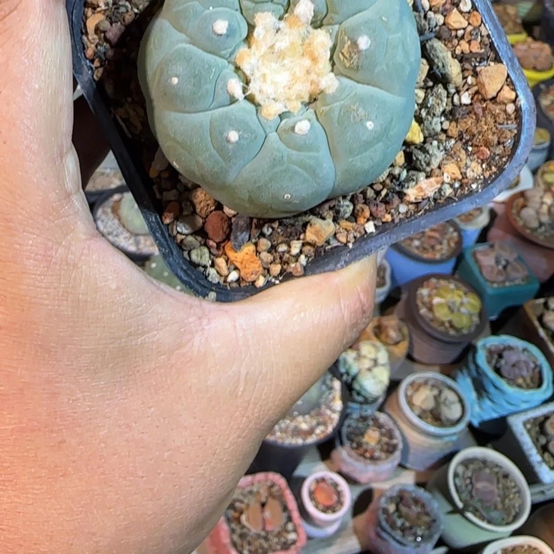 新*滨多肉植物多肉植物