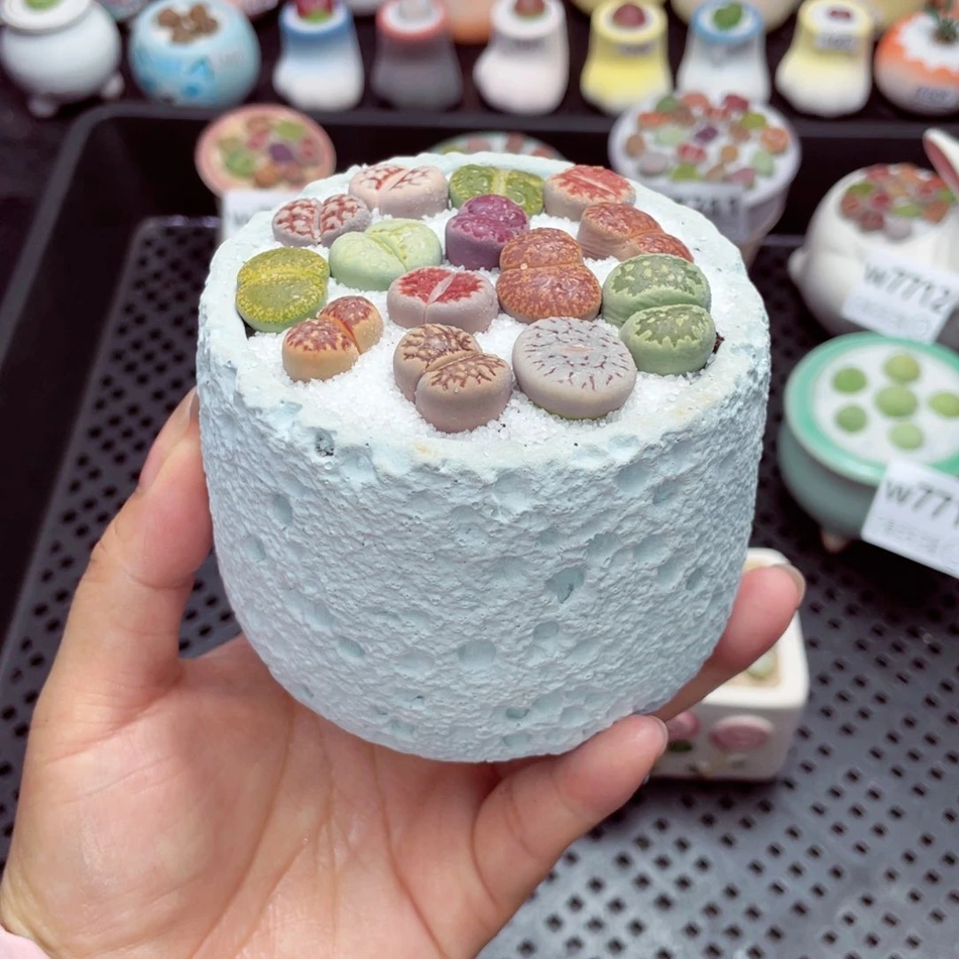 w7716 带盆土发货一物一拍