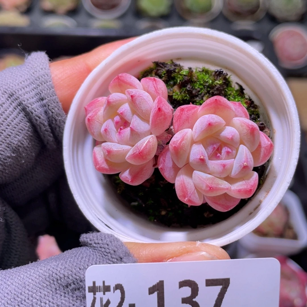 花利美 2-137白桃汽水