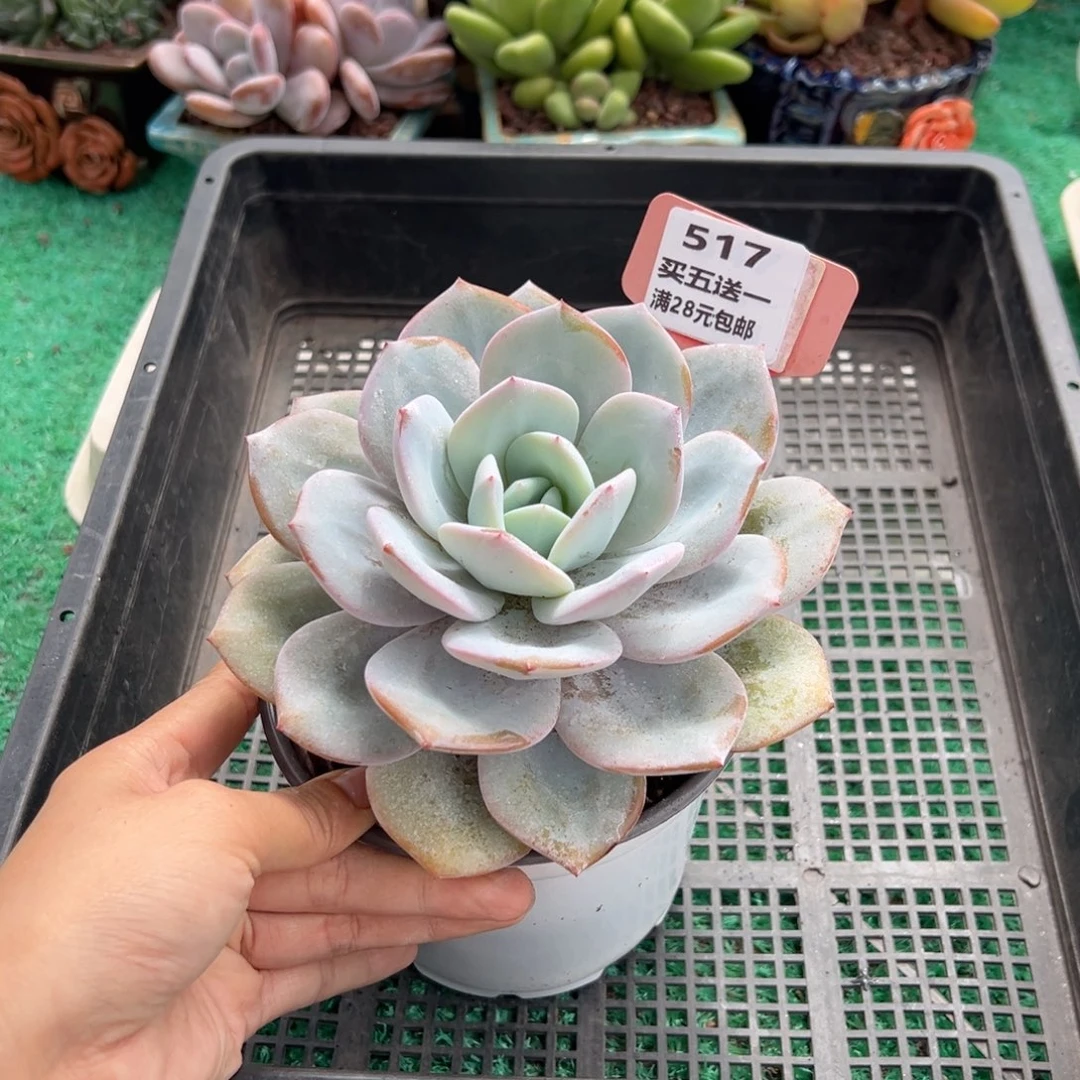 表妹精品多肉植物517.