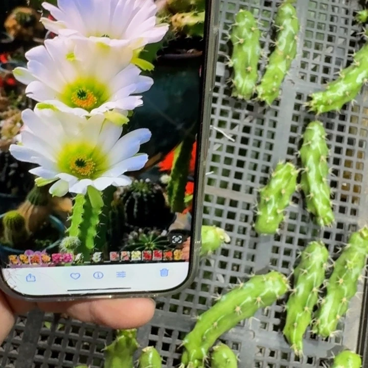 317白美花角无根侧牙小一个，20包邮