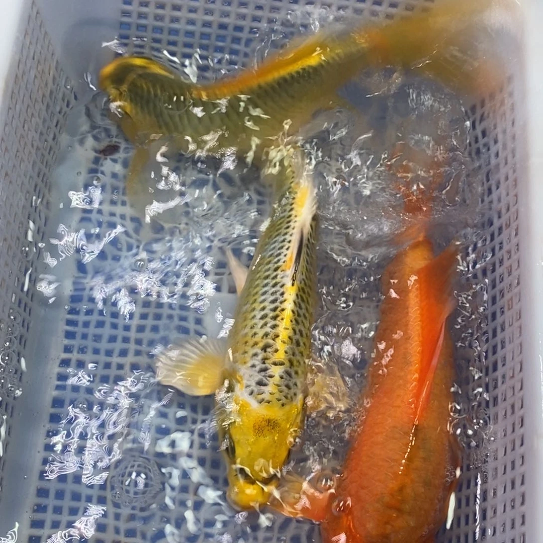 锦鲤冷水锦鲤包邮