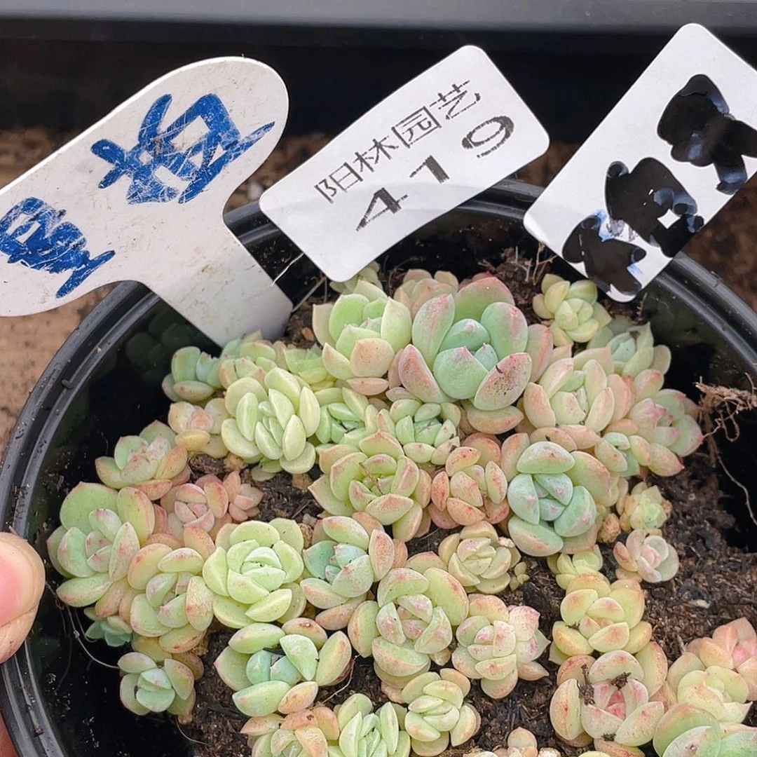 量拍多肉植物多肉植物419