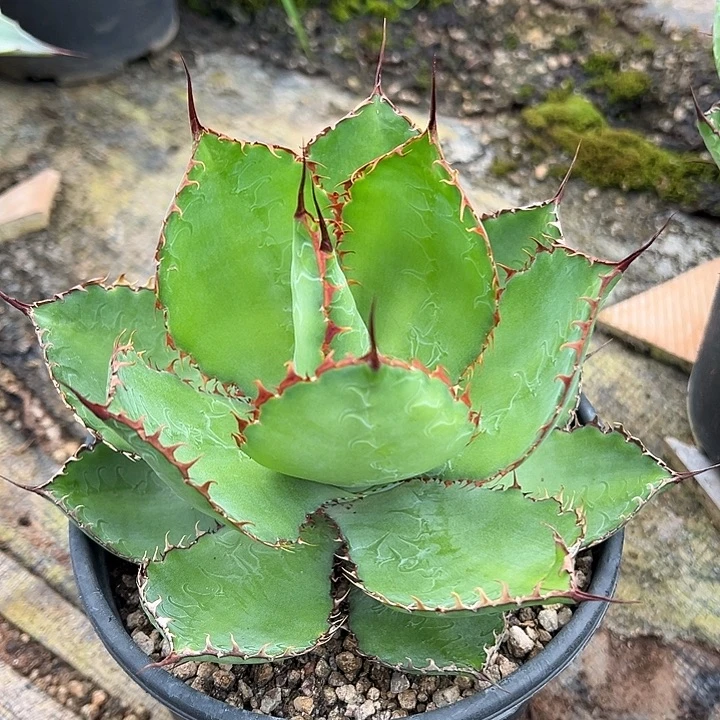 水***色龙舌兰多肉植物多肉