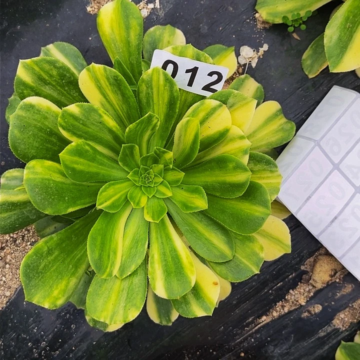 012五彩琉璃多肉植物处理不售后