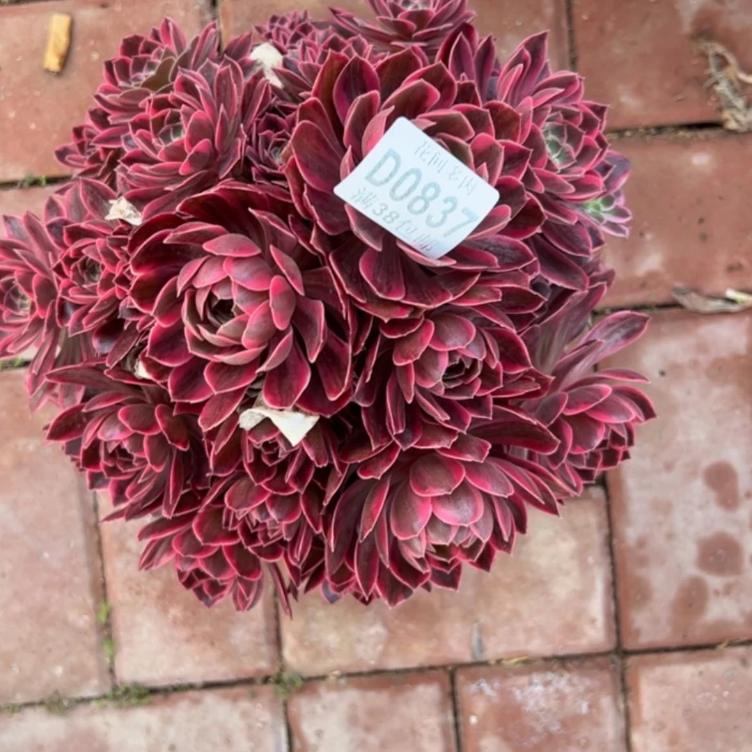 【闪购商品】K****君837浣纱多肉