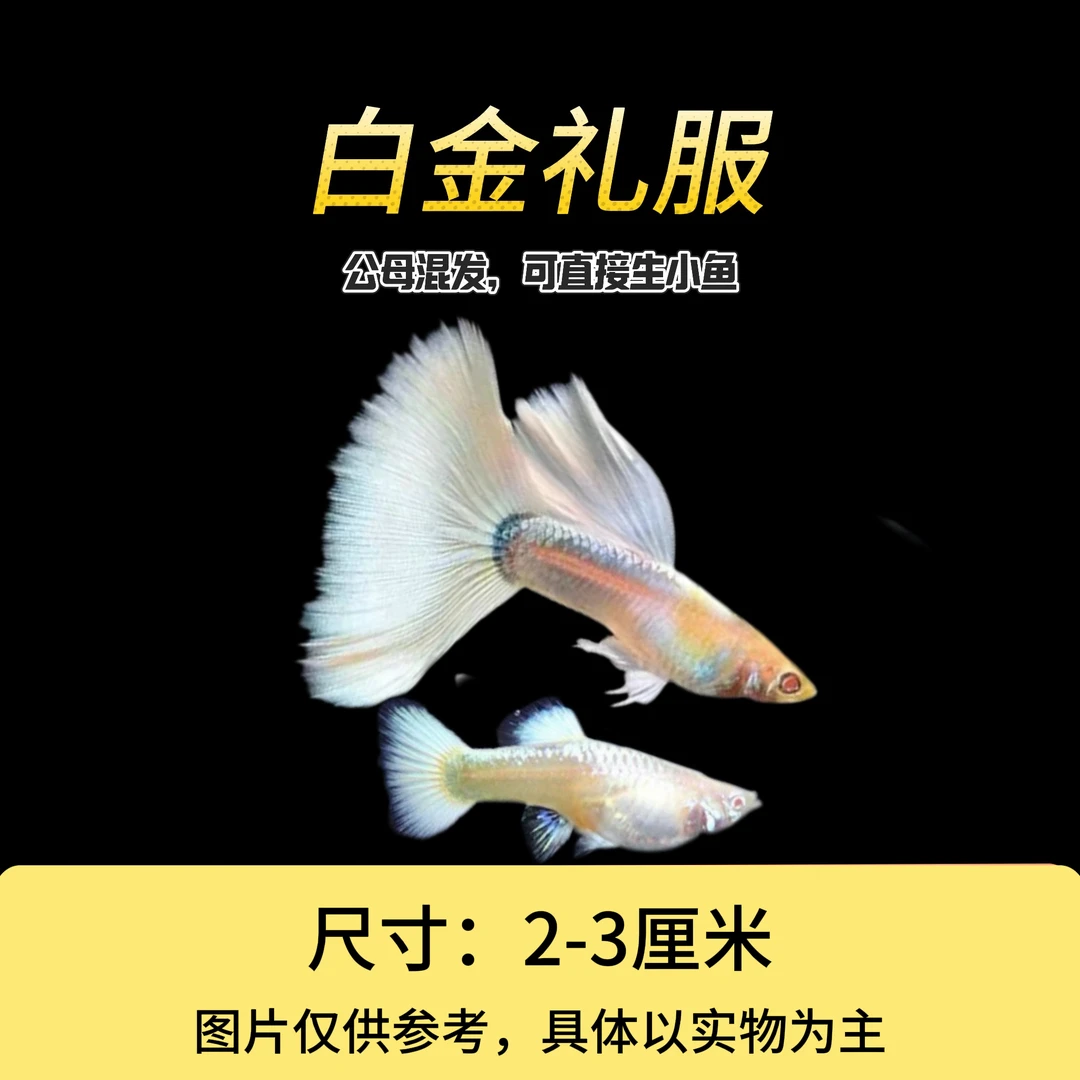 白金礼服 纯洁大尾 纯种品种精品系列小型淡水观赏鱼