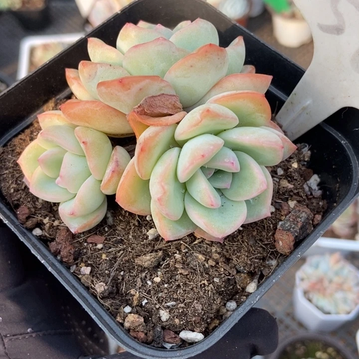 582泡芙多肉植物保护