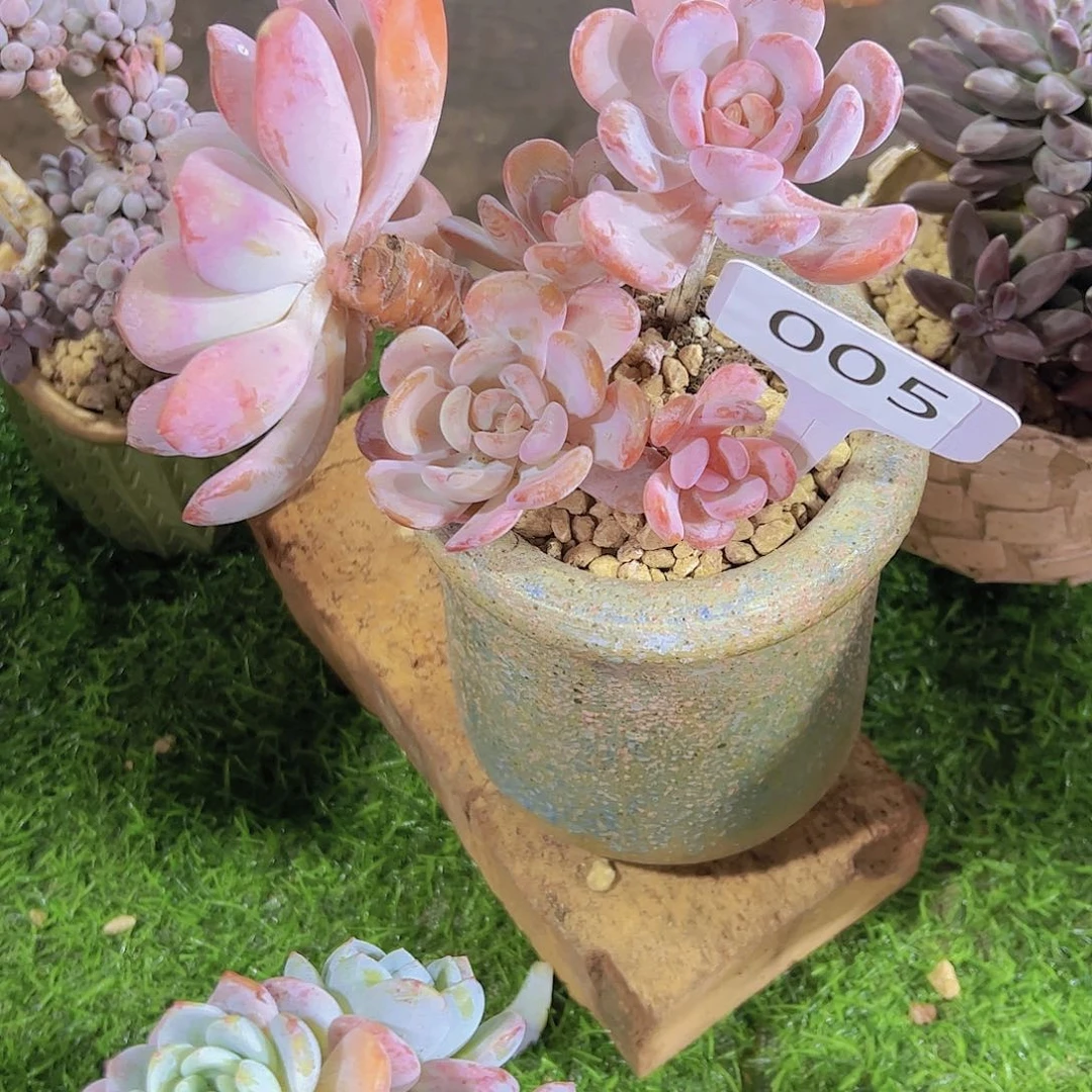 流***℡005甜橙10元元元