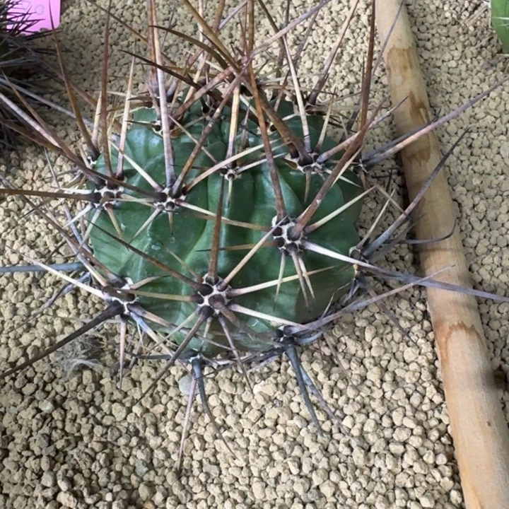 仙人球，超强刺狂风