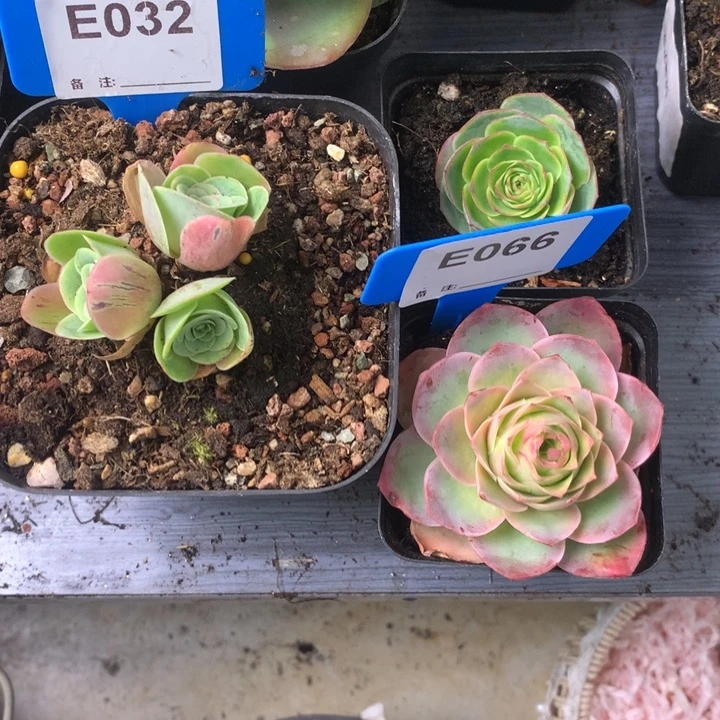 姜***戈一物一拍星辰组合粉色甜心99