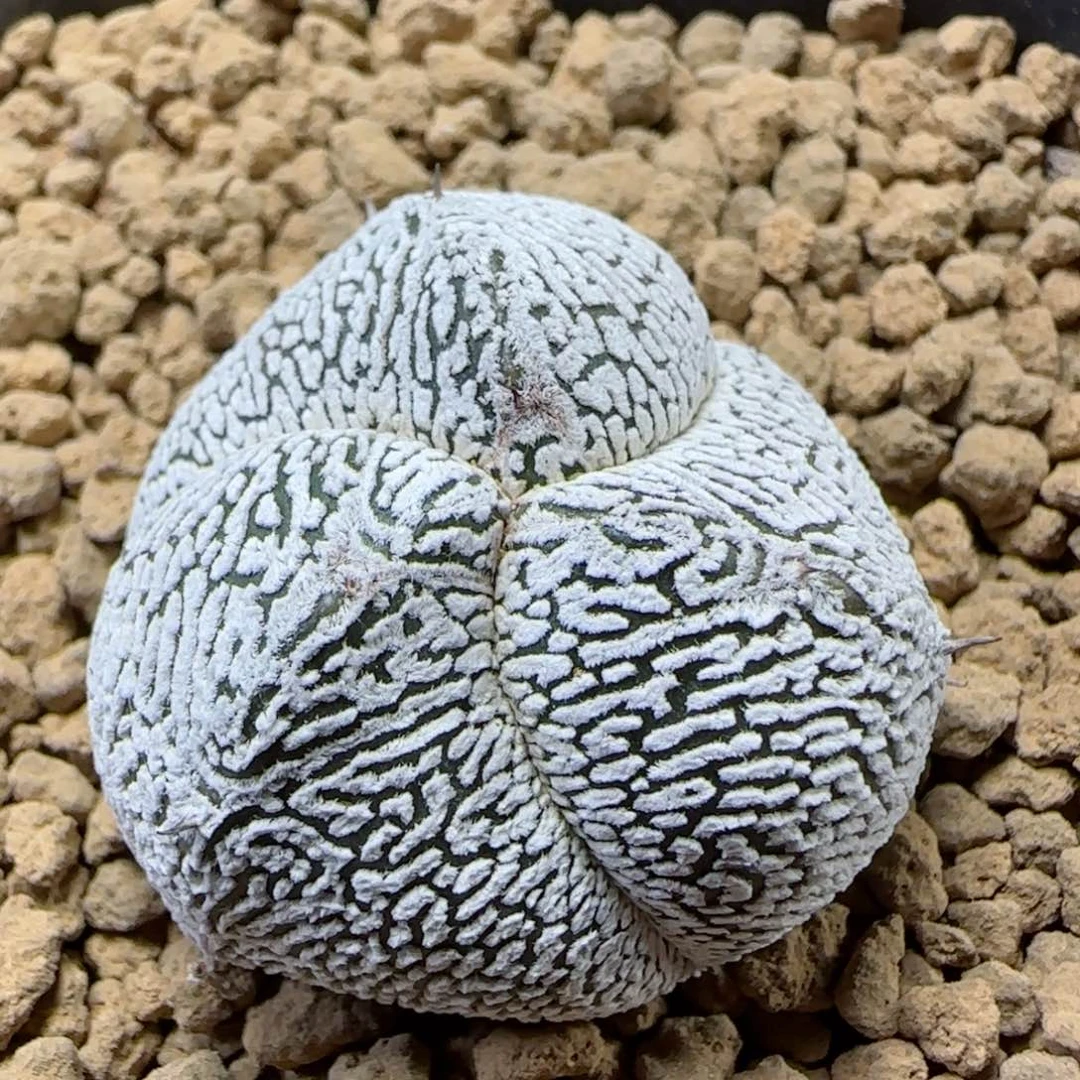 螺旋v子恩冢多肉