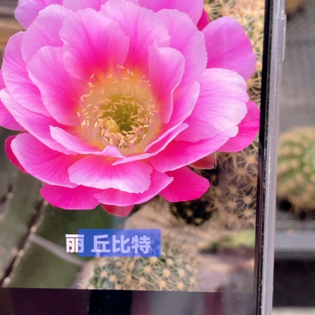 丽 丘比特侧芽4公分左右