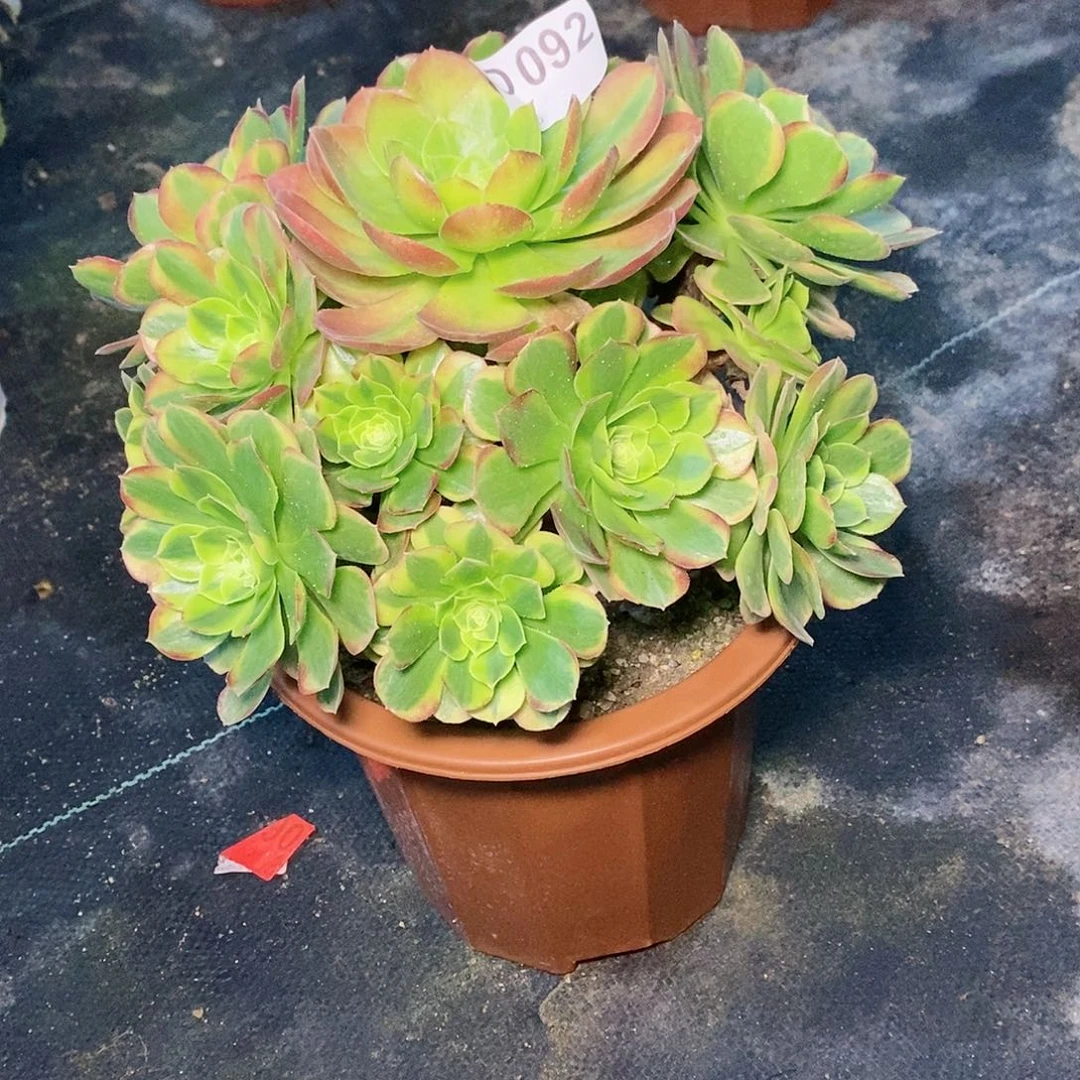 奶白092多肉111111
