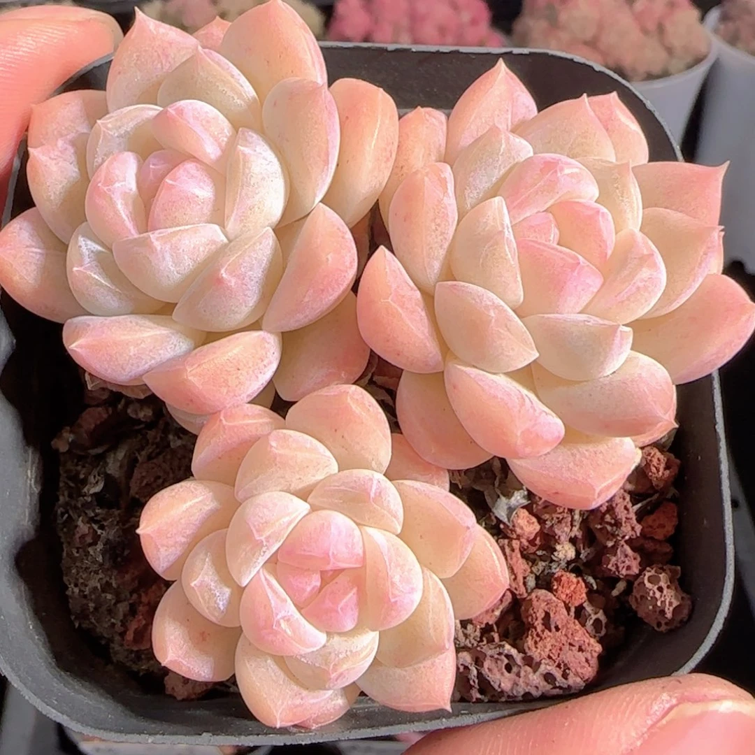 不***甜多肉0102-48白桃汽水三头