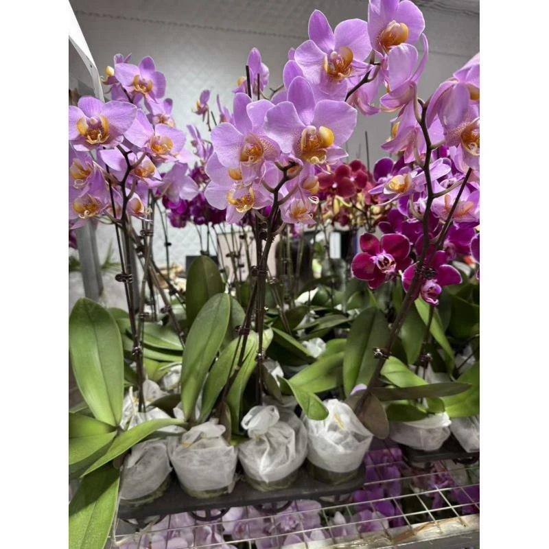 蝴蝶兰【展花】精品室内花卉昆明直发