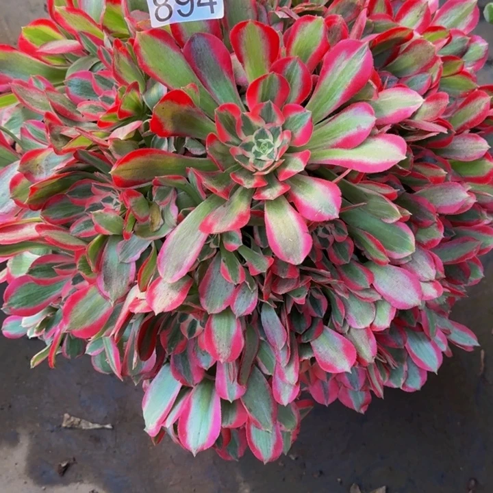 0000000000894新品多肉植物