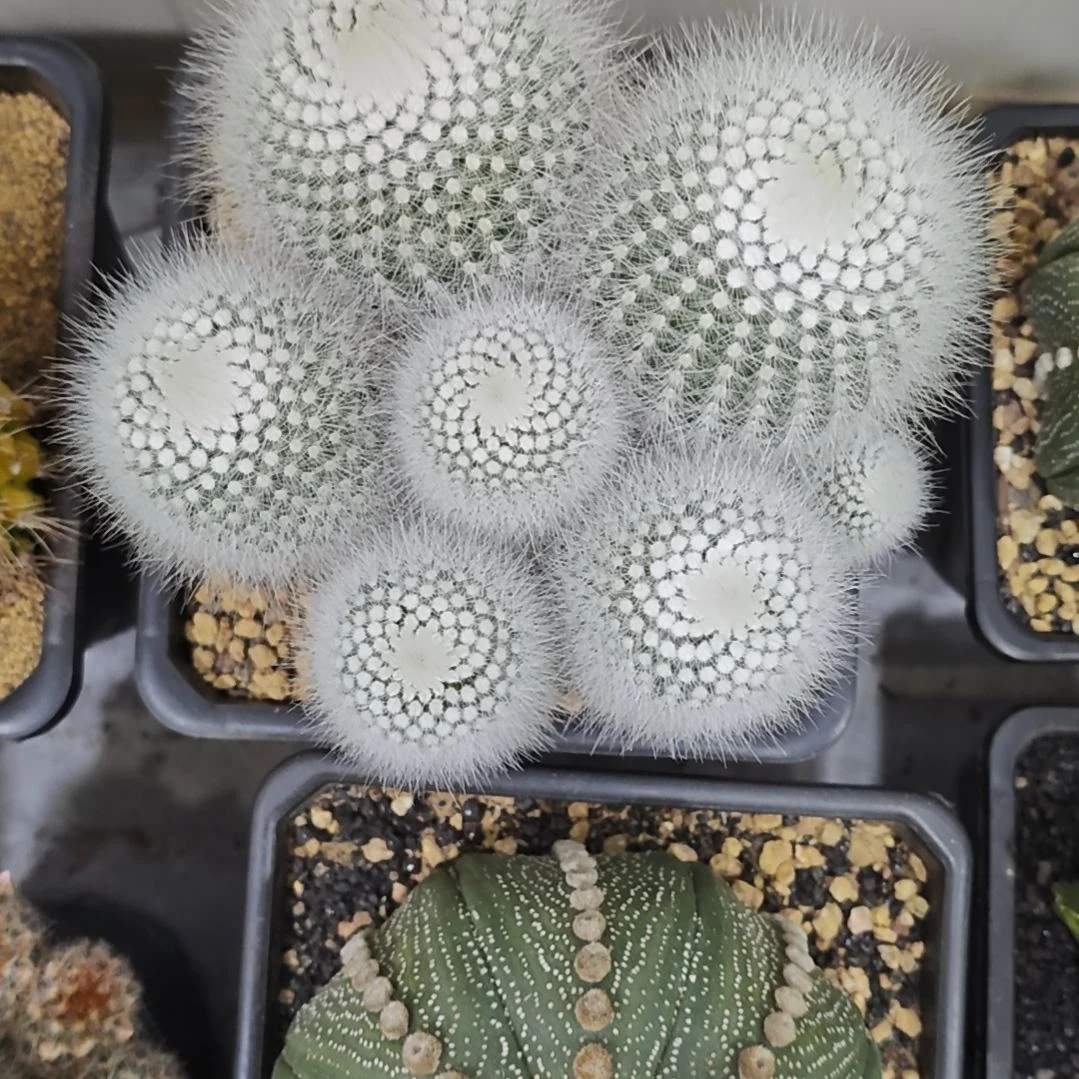 实生根白小丁群生14公分