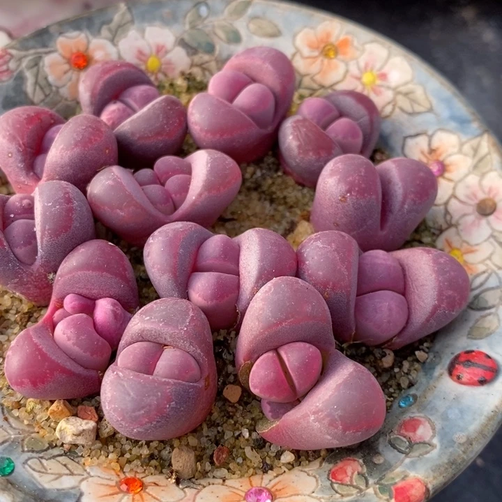 红大内1颗红大内