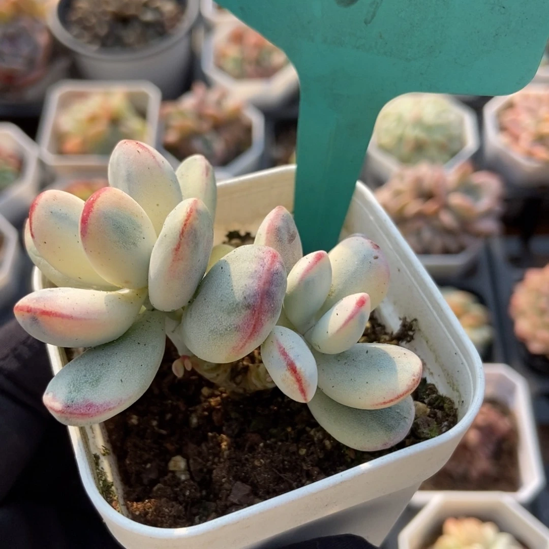 801福娘锦多肉植物