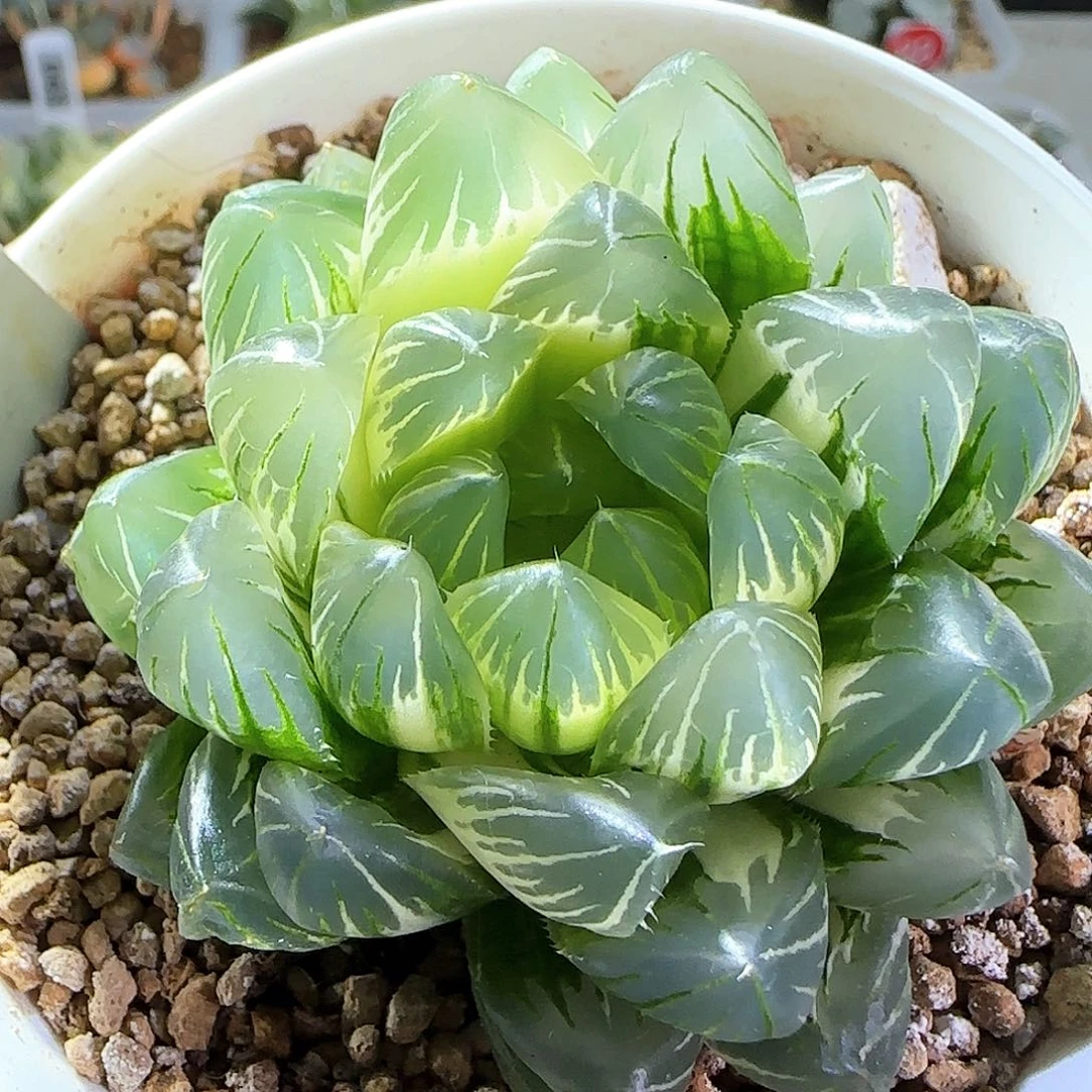 106号龙鳞玉露锦一物一拍带盆土