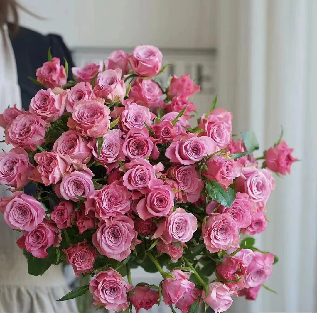 【诺拉 10支】1单中通 同地址2单以上顺丰或德邦空运 云南鲜花