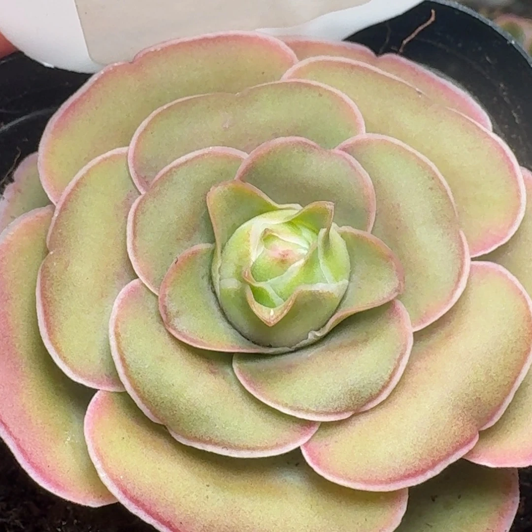 楹楹-945冠幅  5cm