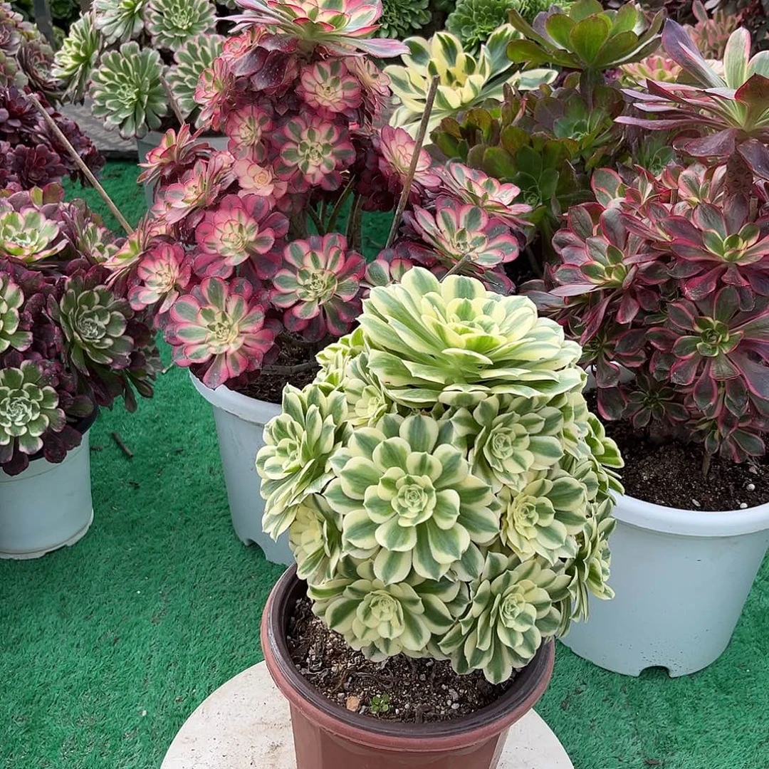 无花朵迈巴赫法师多肉植物漂亮漂亮