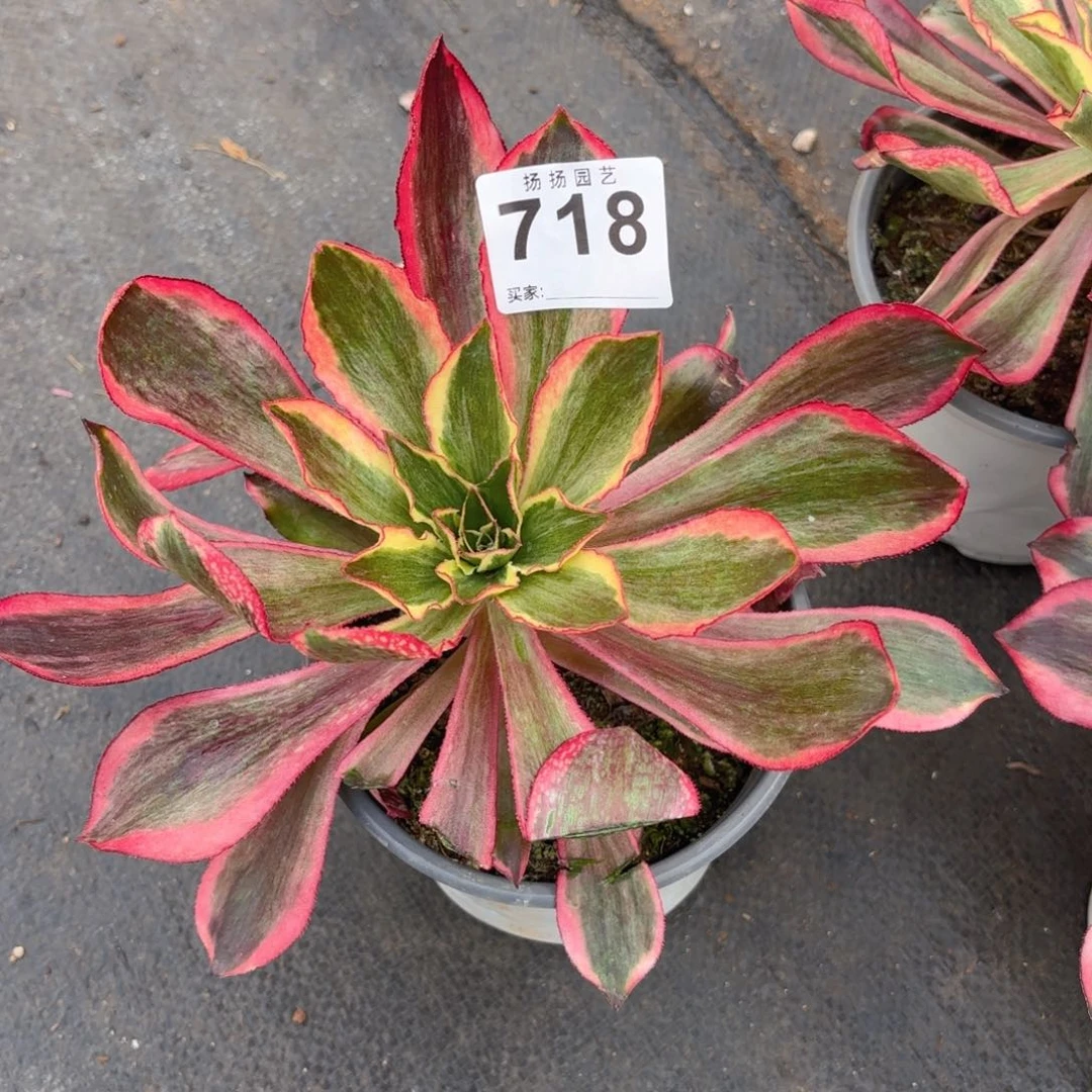 快**我12  718多肉法师