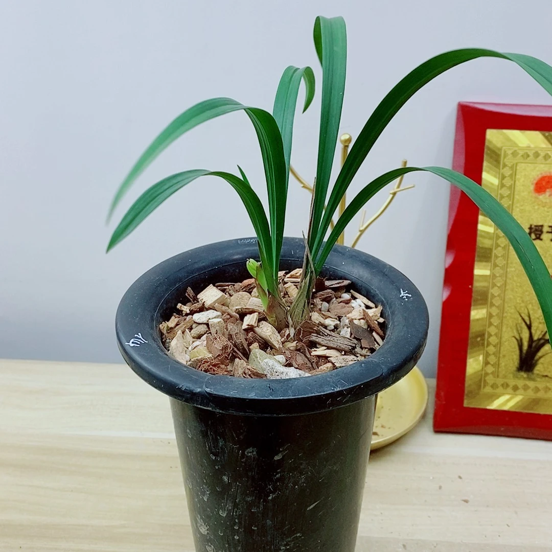 当前无花栽培后可以开花仙