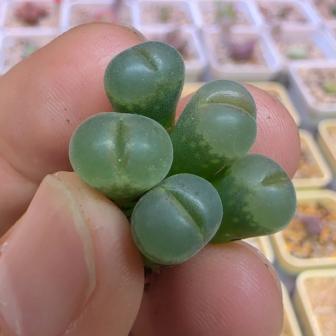 大***。B23苗子五颗多肉植物
