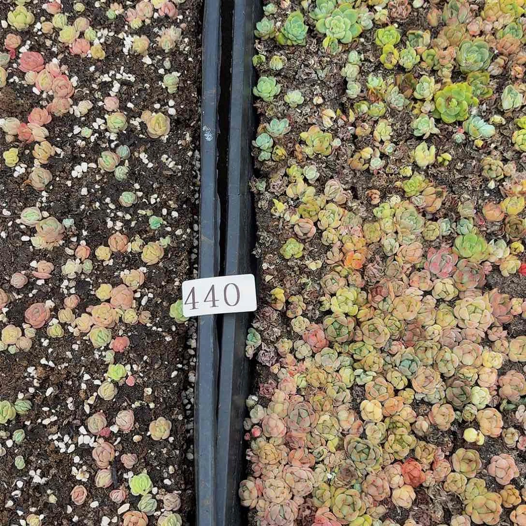 多肉植物多肉植物440