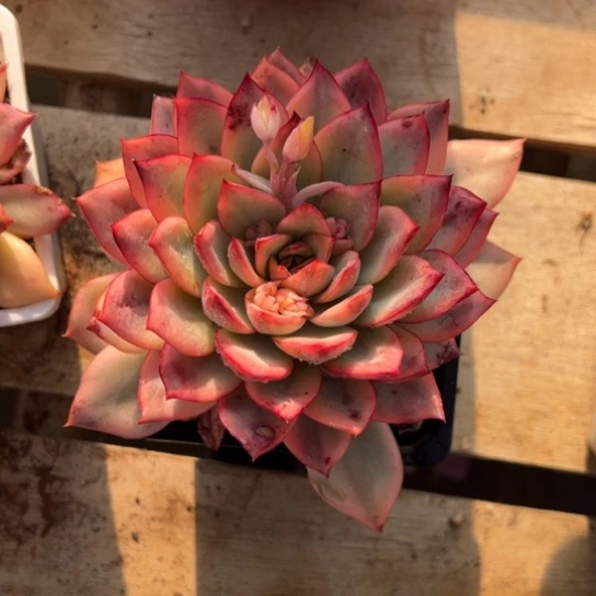 半*紗月光女神锦 夏鸣园艺