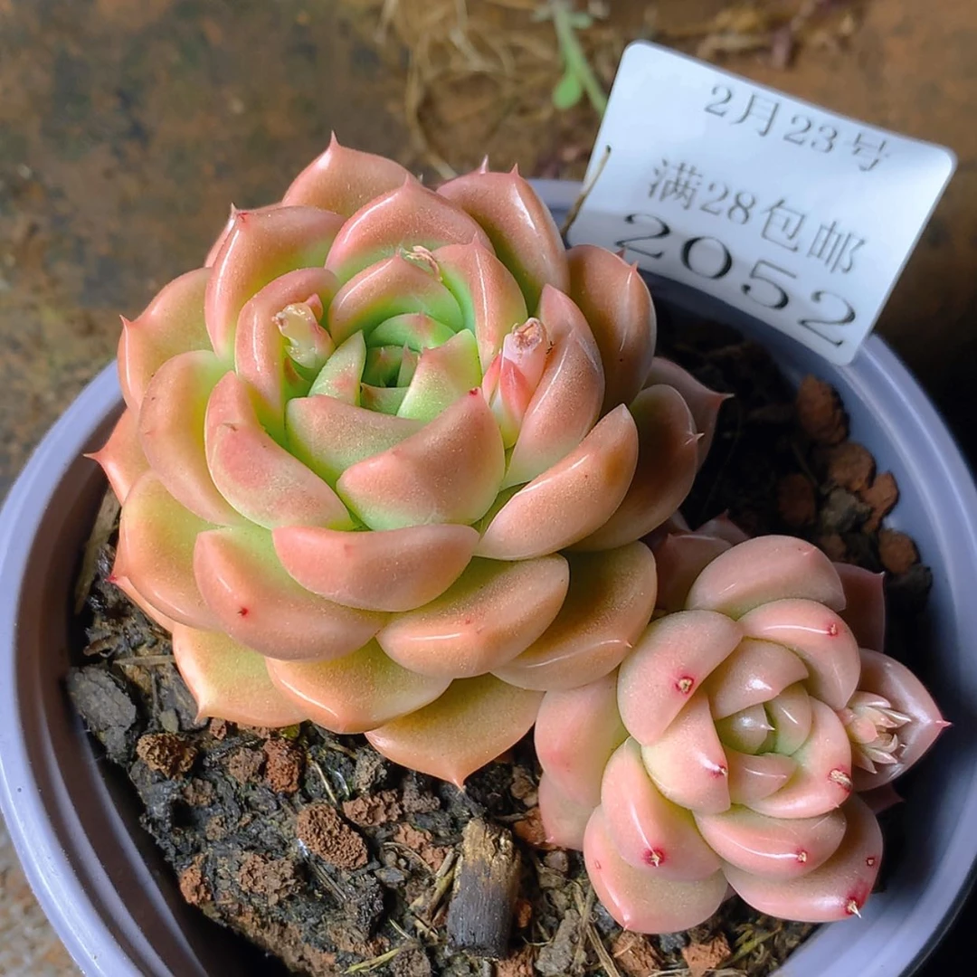 【闪购商品】云2052