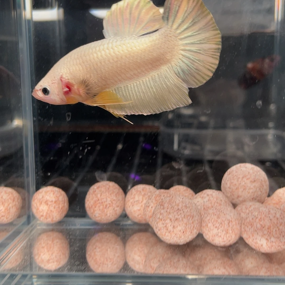 斗鱼12.27 巨斗将军 092