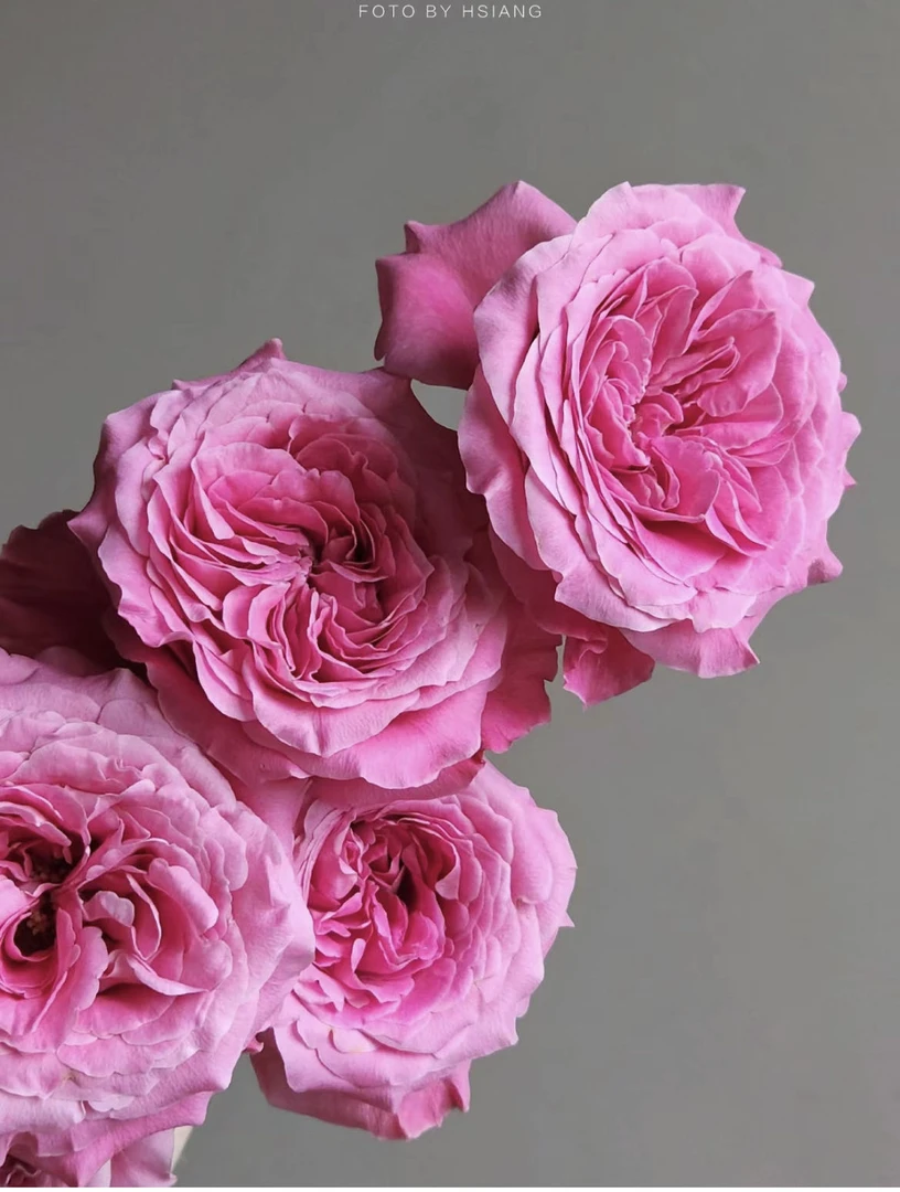 【小阿阮】长相思·A级复古玫红淡香大玫瑰云南鲜花插花顺丰直发