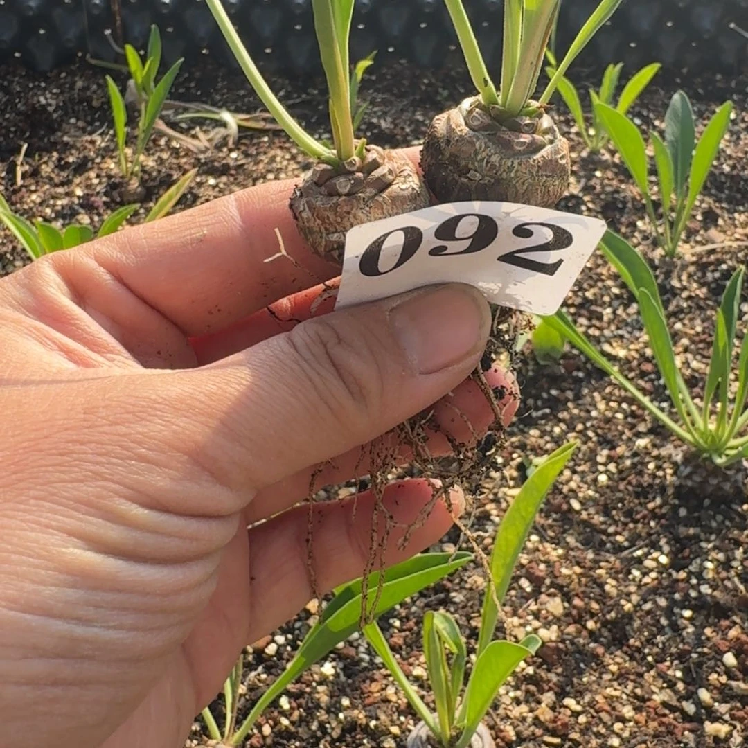 S***,铁甲丸块根多肉植物