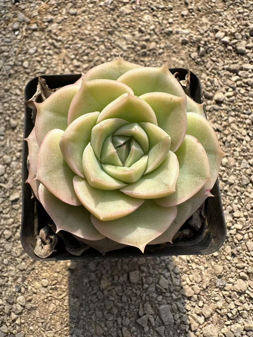 7#抹茶蛋糕 前男友精品多肉 SM0180