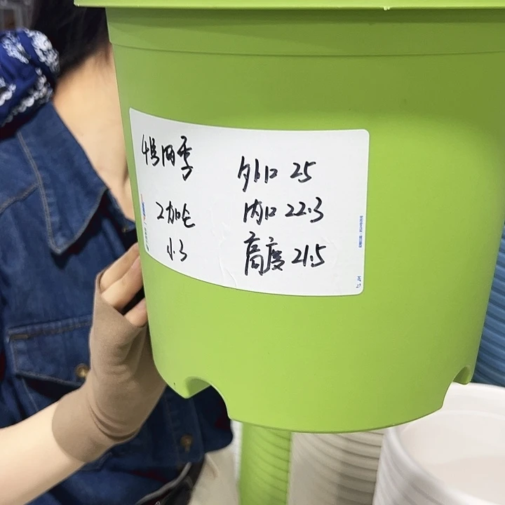 特价4号四季口25高21.5果绿无托8个