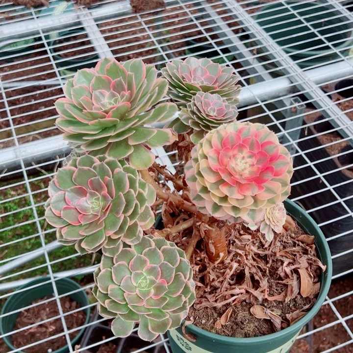粉花妖不售后多肉法师
