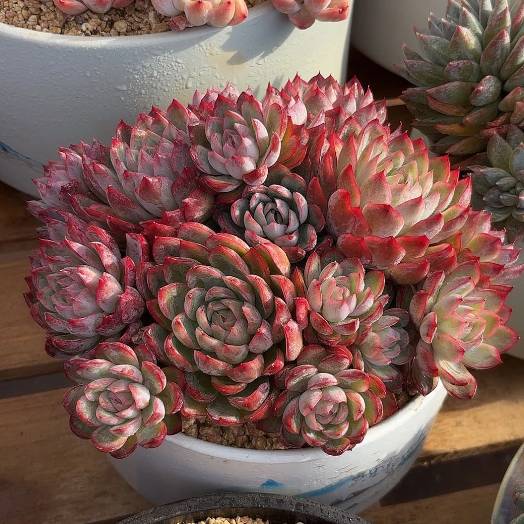 星图多肉植物多肉