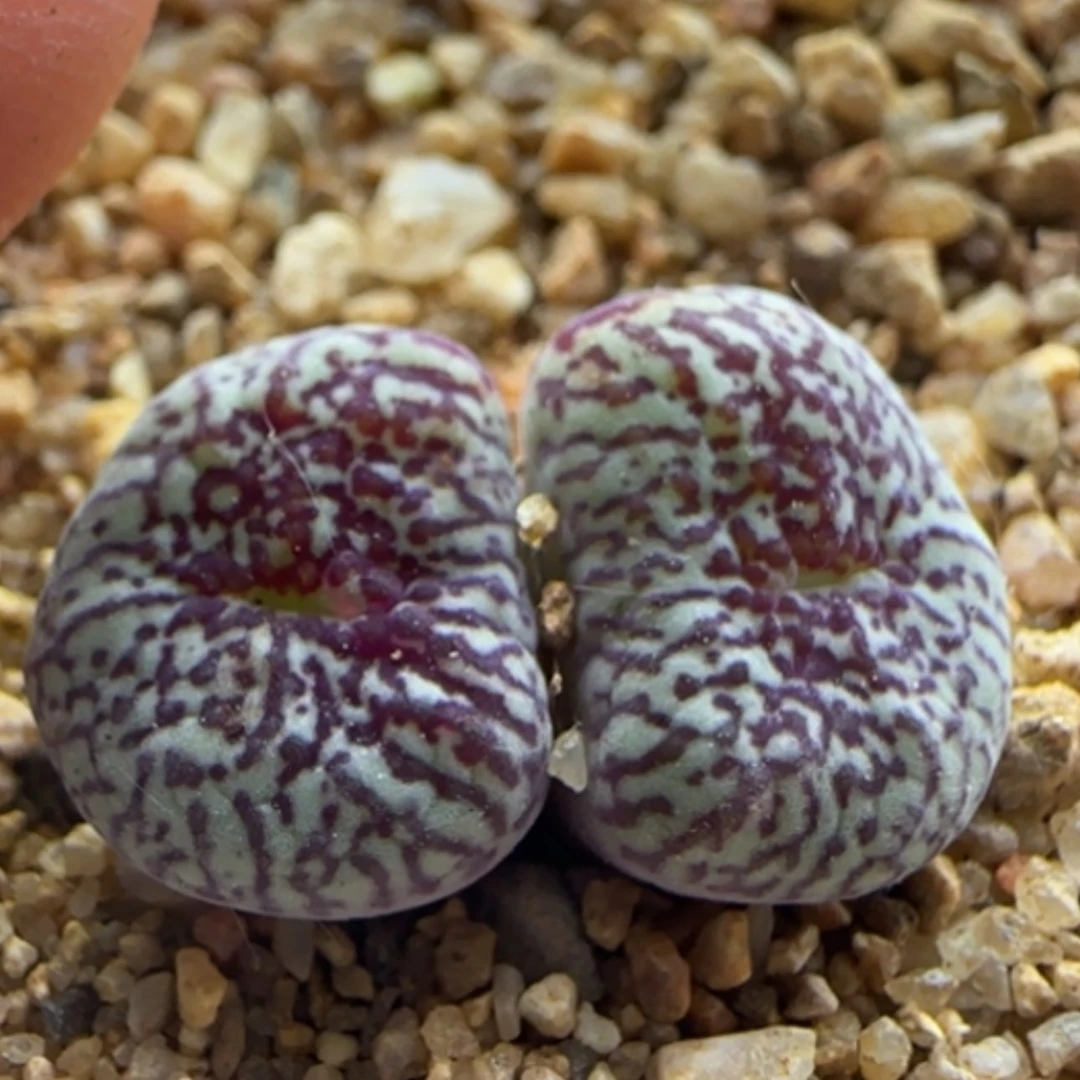 【闪购商品】13322