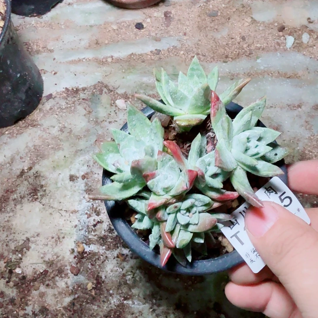 3155法瑞苹果叶多肉