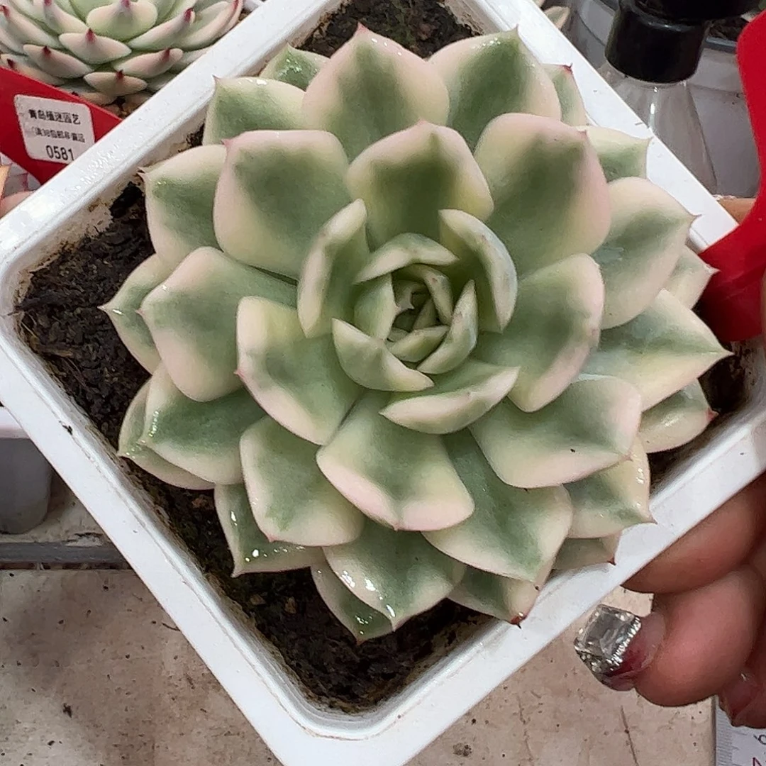 0625月亮仙子锦多肉植物