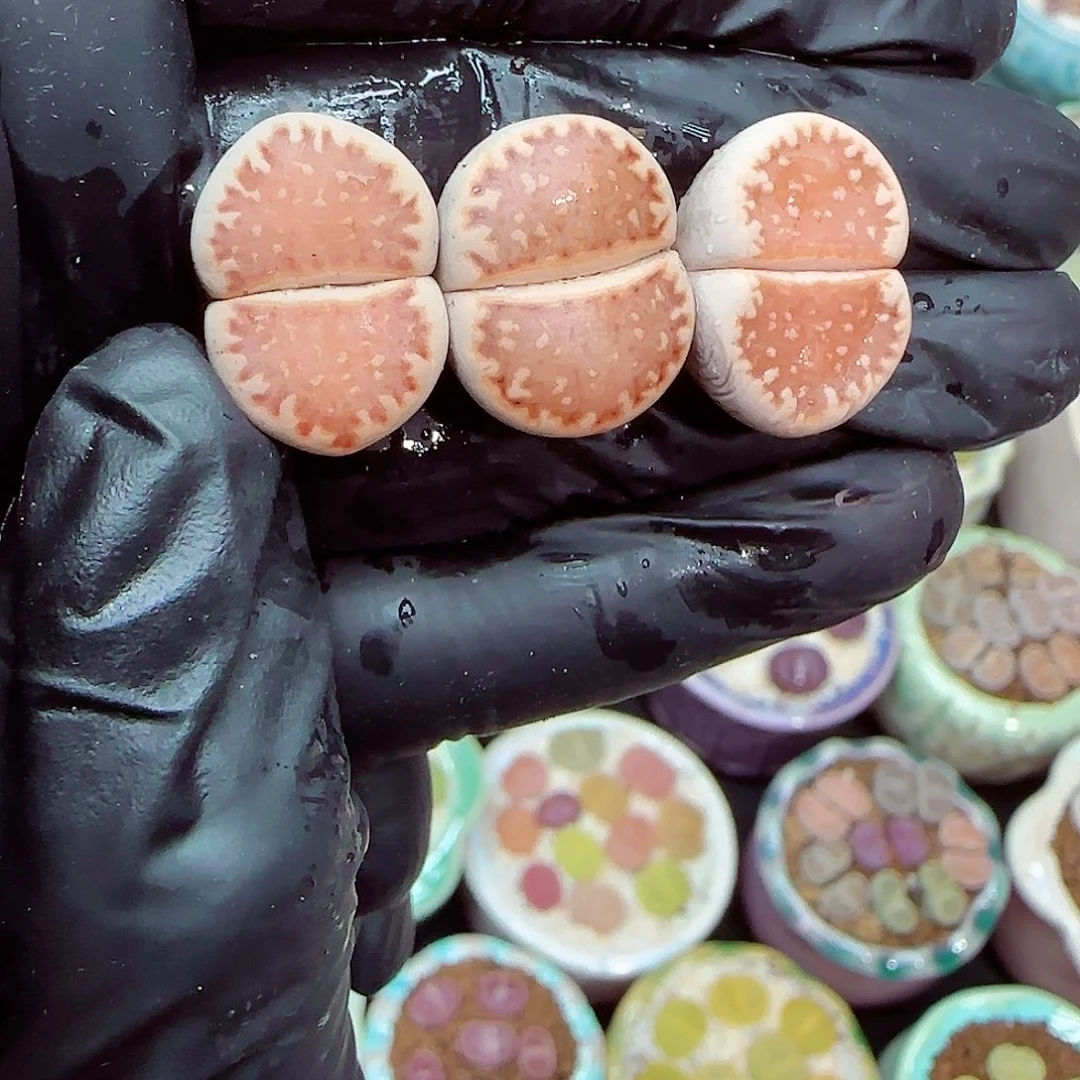 生石花满18包邮1226-49