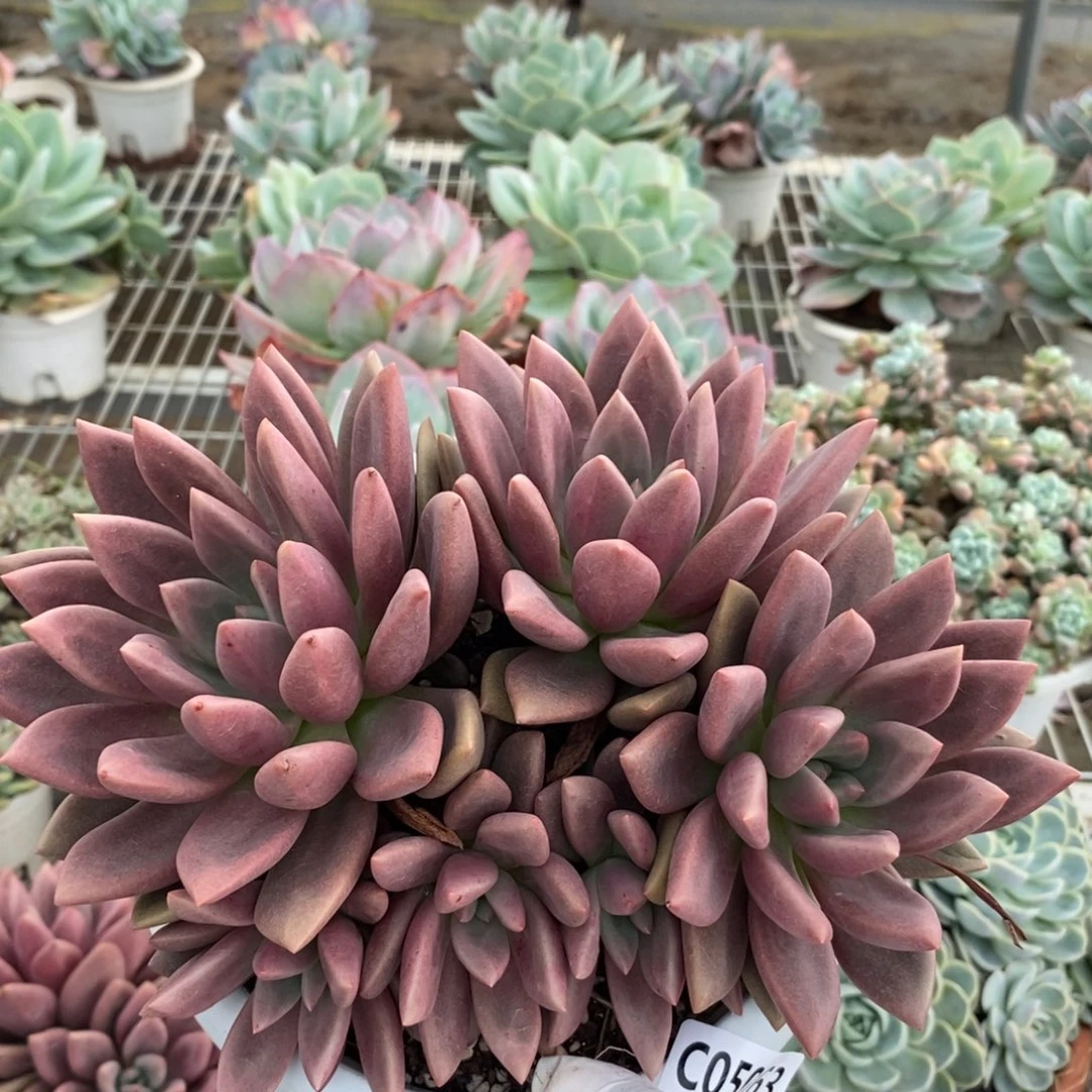 5063桃花源一物一拍