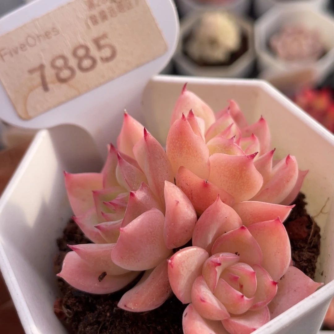 水晶玫瑰7885-5.0厘米